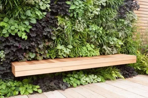 Plants for green walls