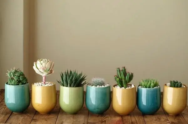 How to water succulents