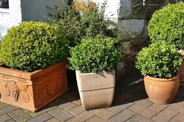 Potted boxwood care