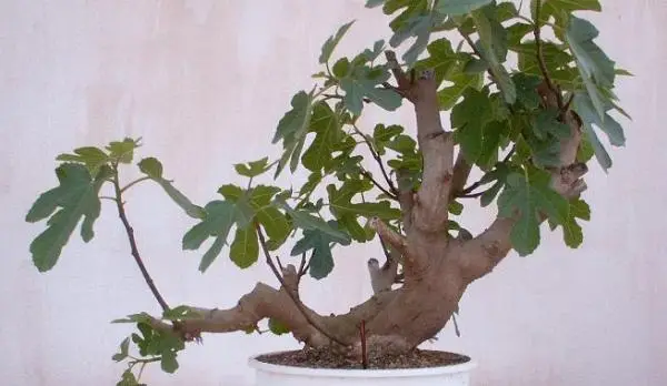Bonsai fig tree care