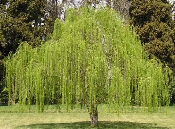 The Weeping Willow, a beautiful ornamental tree