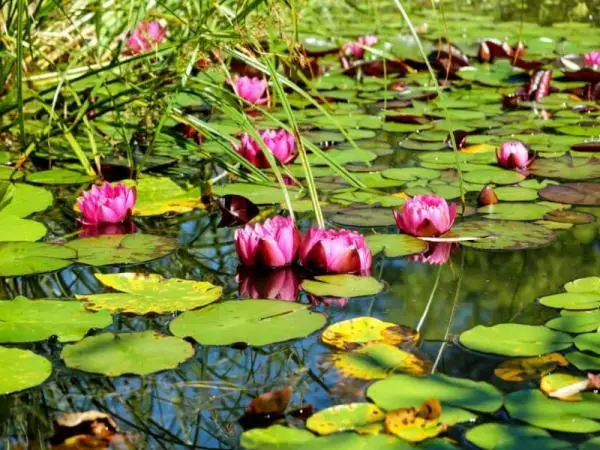 50 aquatic plants: names and characteristics – with pictures