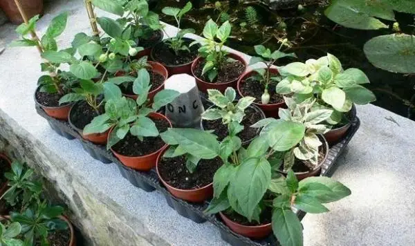 How to grow in small pots