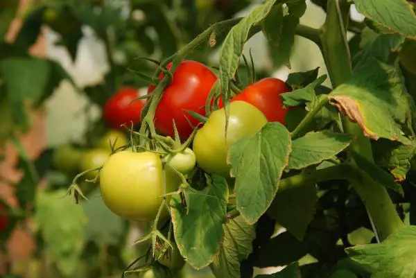 How to fight tomato pests ecologically