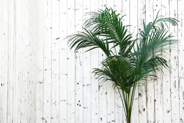Kentia palm tree: care