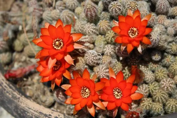 Types of cactus with flowers