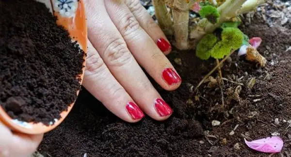 How to fertilize an organic garden
