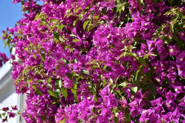 Names of flowering climbing plants