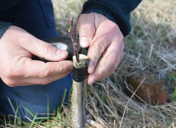 How to make grafts of fruit trees