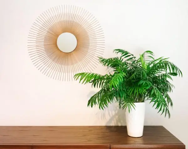 25 indoor plants that need little light