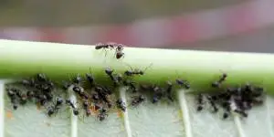 Home remedies to eliminate aphids on plants