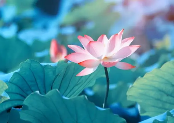How to grow the lotus flower