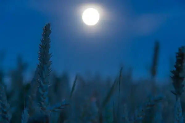 What is the influence of the phases of the moon on agriculture