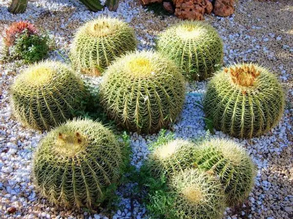 How to reproduce cacti from cuttings