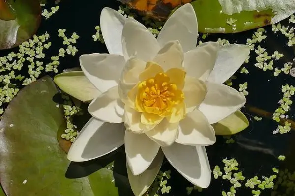 Water lily care