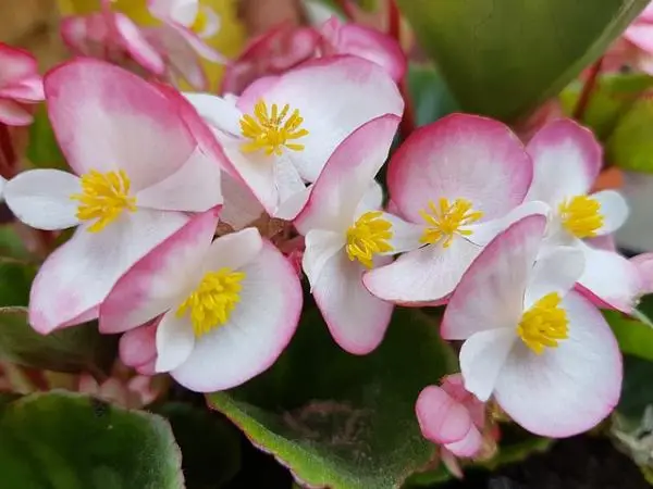 Growing and caring for begonia