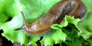 How to get rid of slugs and snails naturally