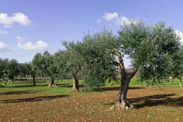 Olive tree pests and their natural treatment