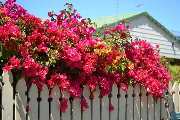 How to prune a potted bougainvillea
