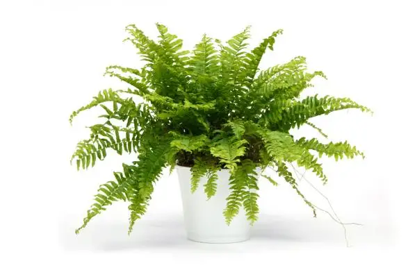 Fern cultivation and care