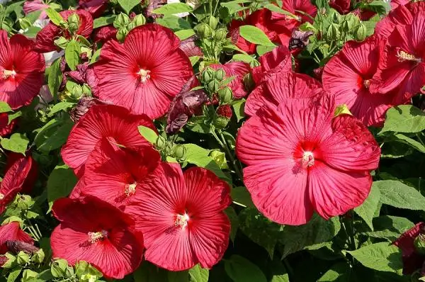 16 garden plants with sun-resistant flowers