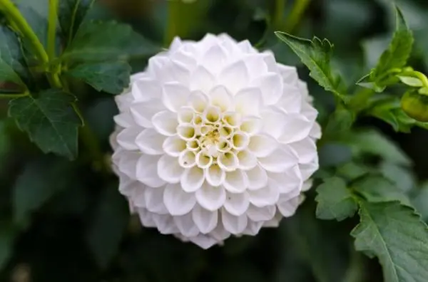 10 white garden flowers