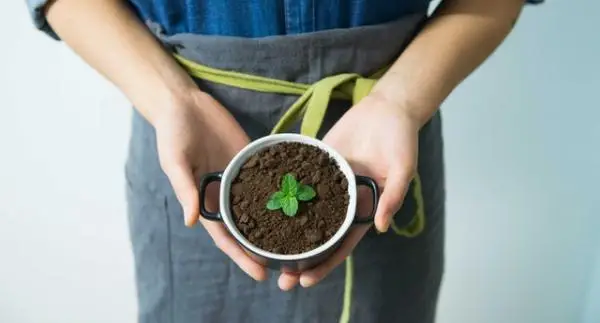Potted mint plant care