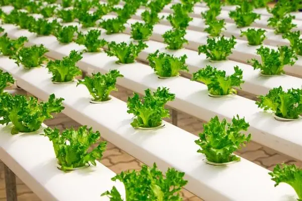 How to make a home hydroponic garden