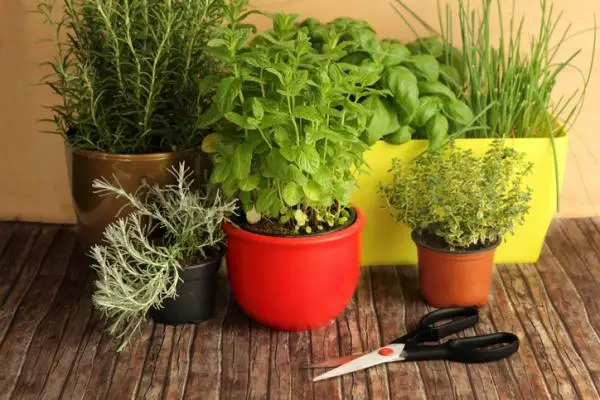 Types of aromatic and medicinal plants