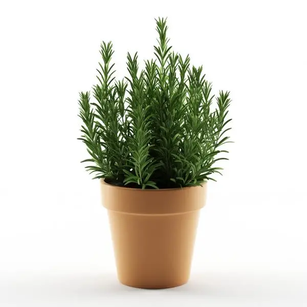 How to care for a potted rosemary plant