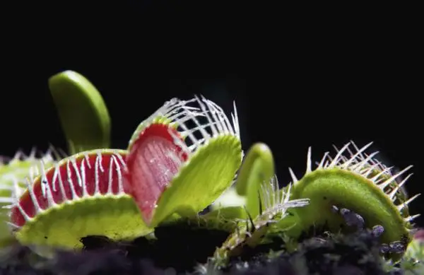 Caring for carnivorous plants