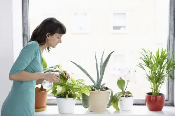 How to care for indoor plants during winter
