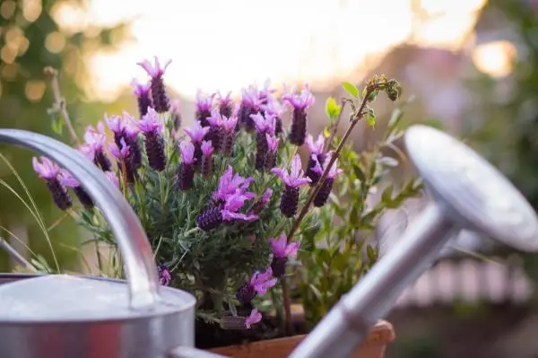Potted lavender plant care