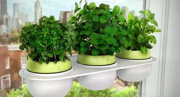 How to grow aromatic herbs at home