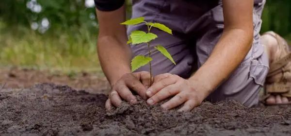 Tips for planting a tree