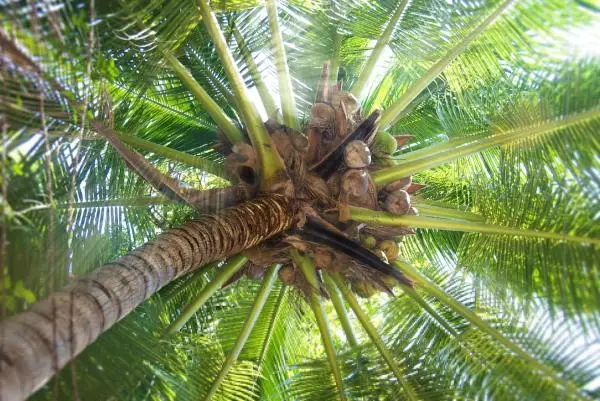 How to plant a palm tree and its care