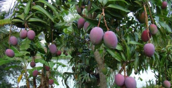Growing and caring for the mango tree