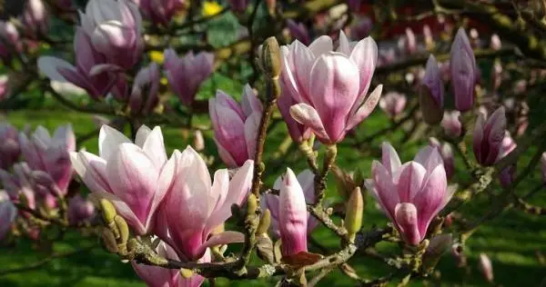 Magnolias that bloom in spring