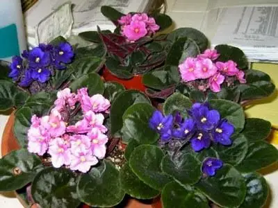Inexpensive and hardy indoor plants