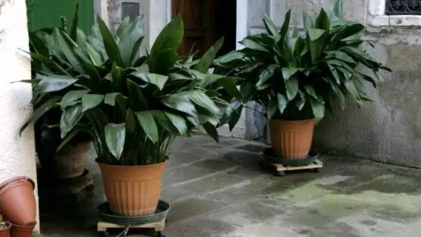 Aspidistra, one of the best indoor plants