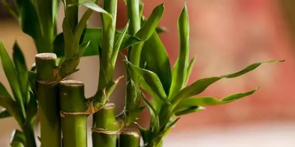 Everything you need to know about lucky bamboo