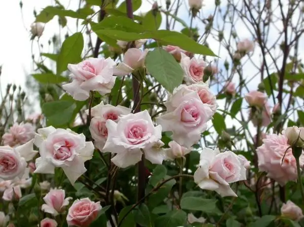 Tips for caring for a rose bush