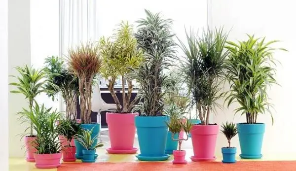 The best plants for the office