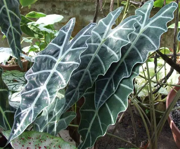 Large-leaved plants