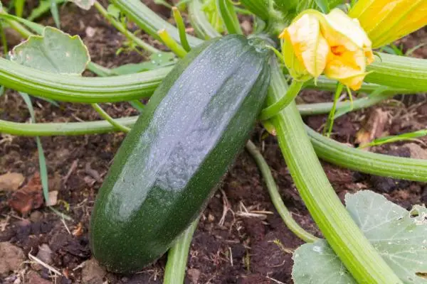 How to plant zucchini