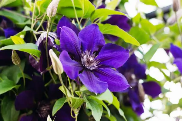 Clematis: care