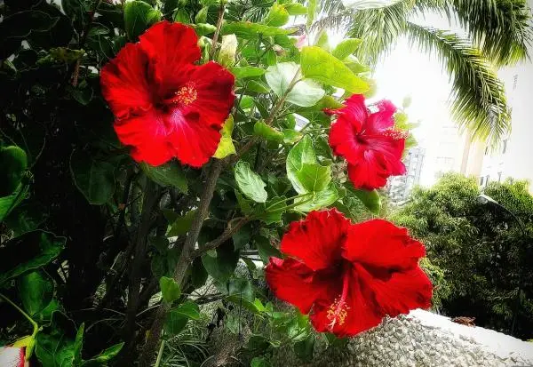 Types of Jamaica flower