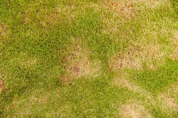 Yellow grass: causes and how to recover it