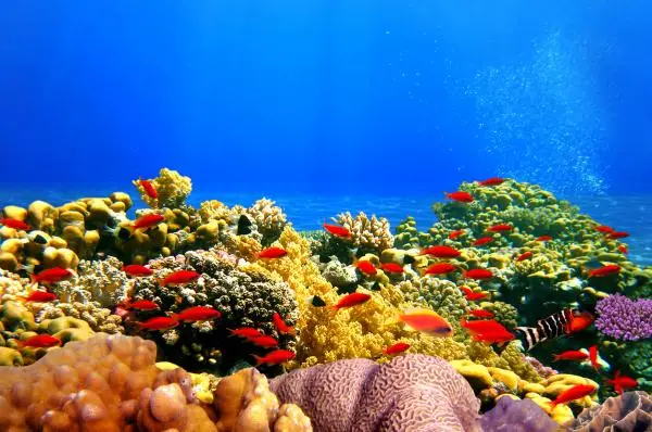 What is a coral reef?