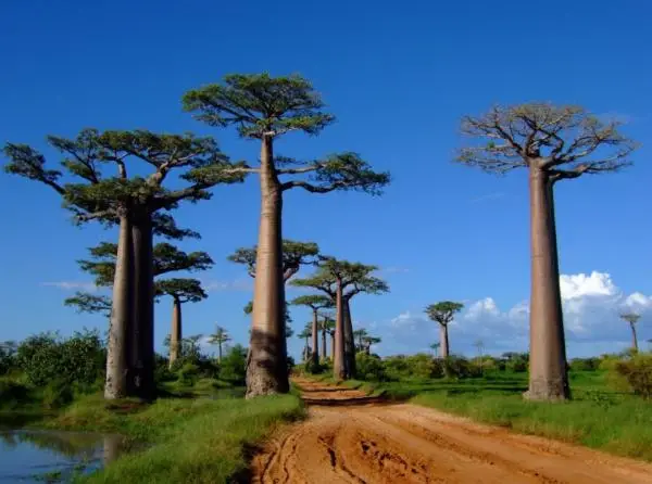 Baobabs: what are they and their characteristics
